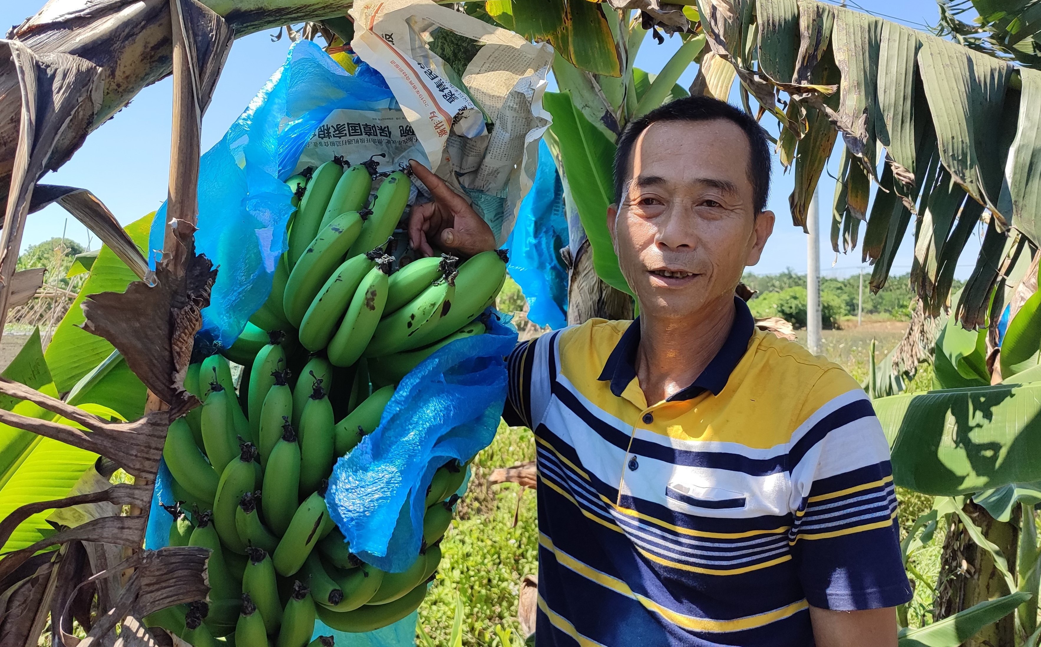 “蕉”相辉映 ・ 为爱而来 海师学子赴博洽村开展助农香蕉义卖活动