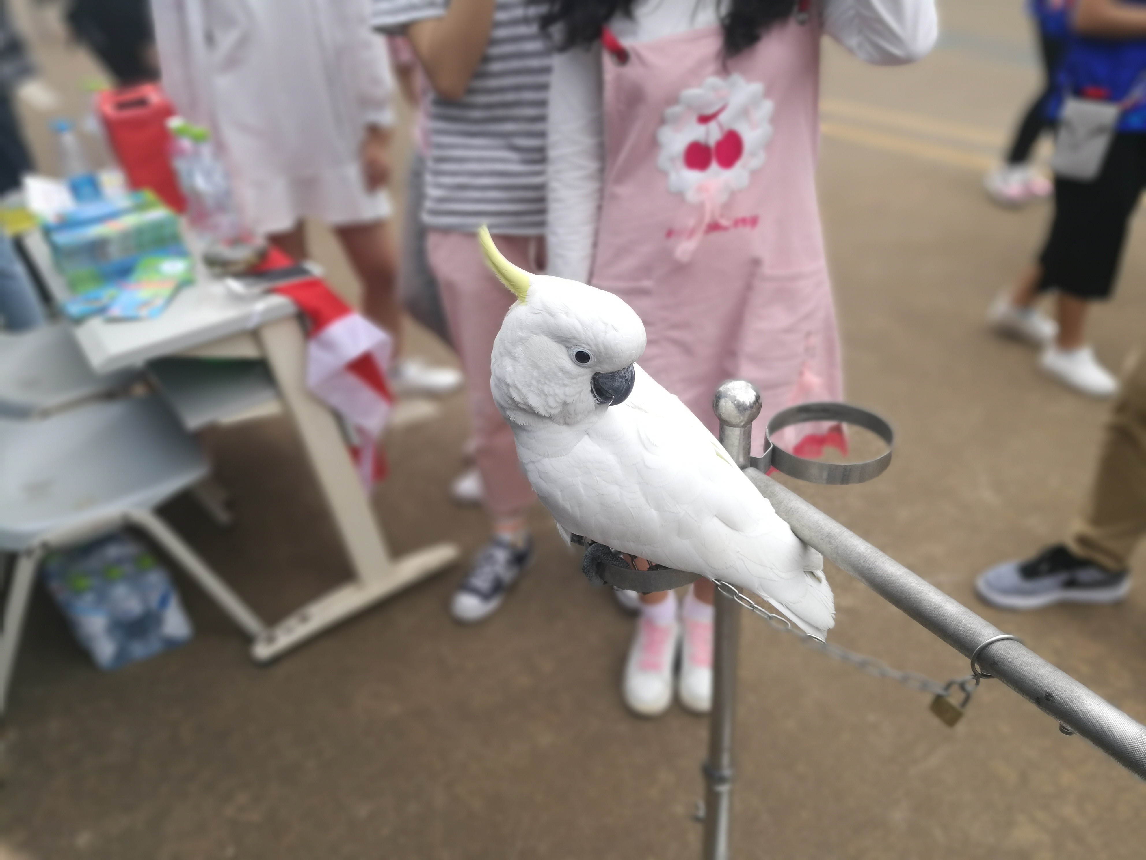 青年之声·记新闻传播与影视学院“保护动物”摄影展活动