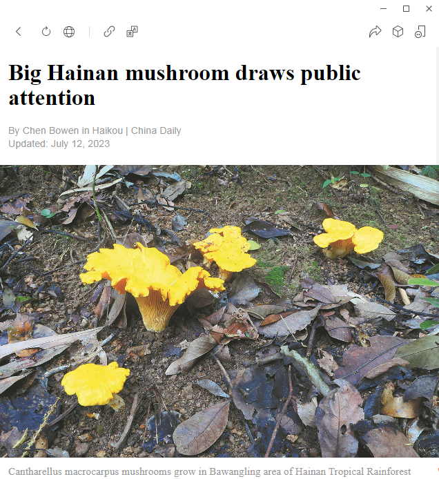 中国日报英文报：Big Hainan mushroom draws public attention