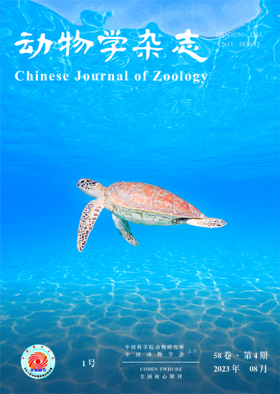 《动物学杂志》封面文章发表我校海龟保护团队论文
